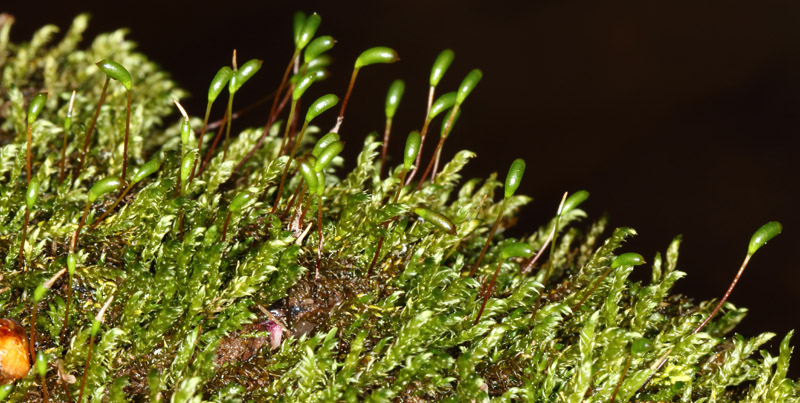 Hygrohypnum luridum